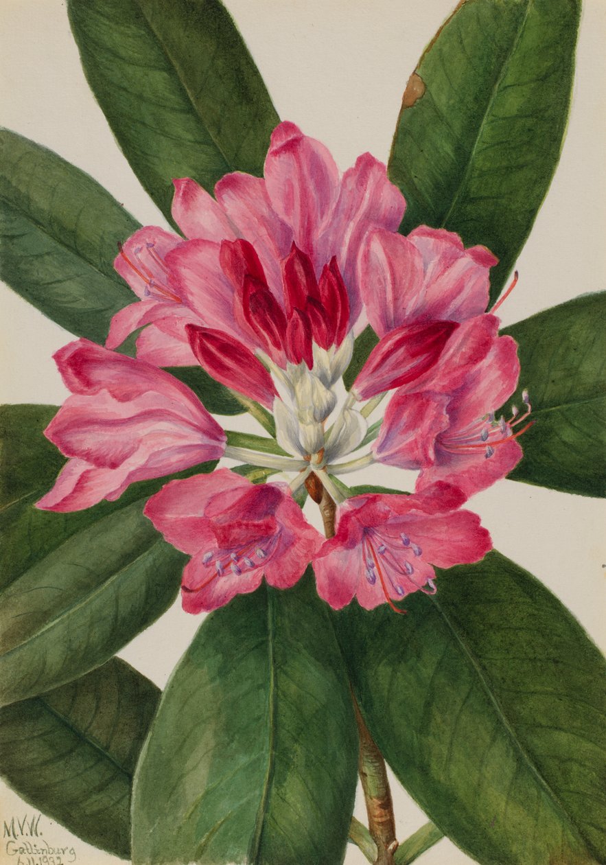 Mountain Rose-Bay Rhododendron Catawbiense, 1932 by Mary Vaux Walcott