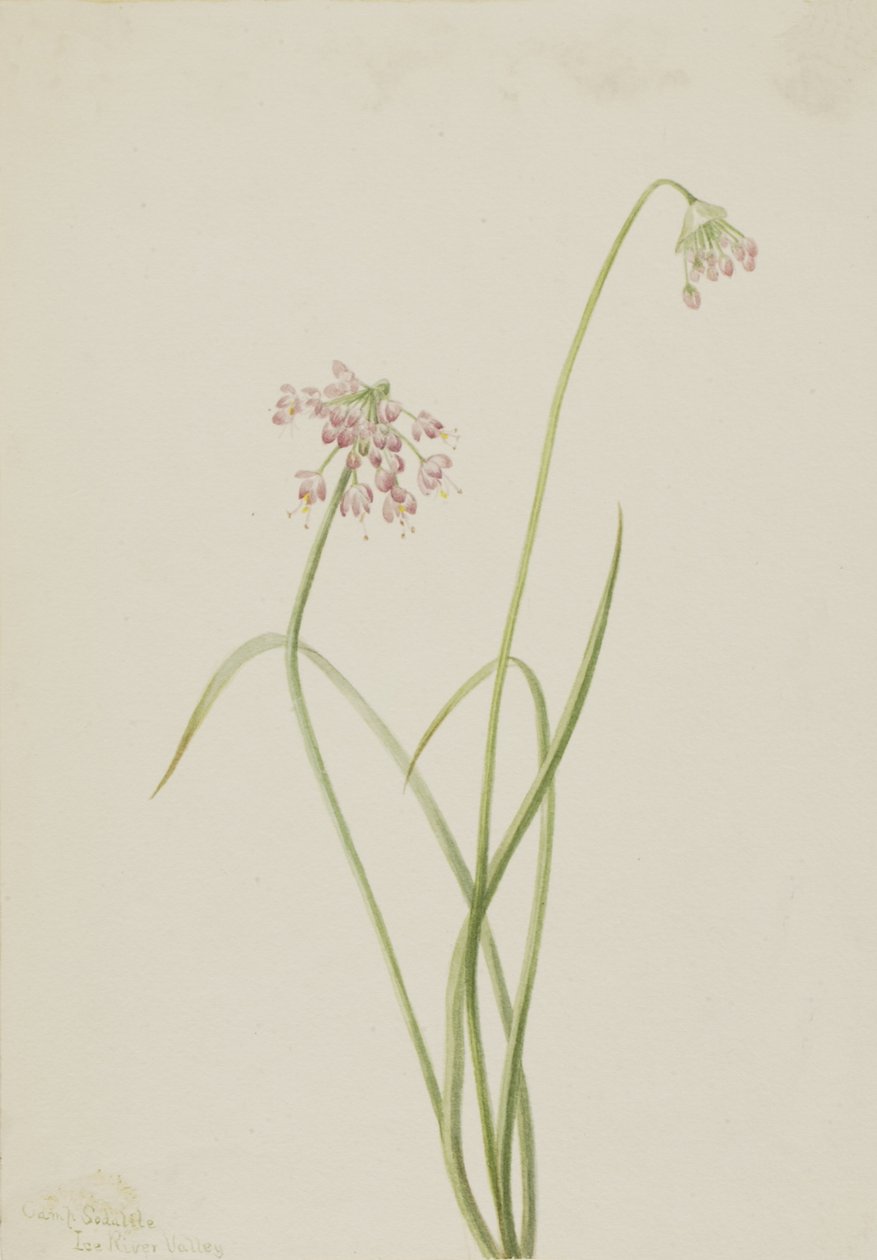 Nodding Onion by Mary Vaux Walcott