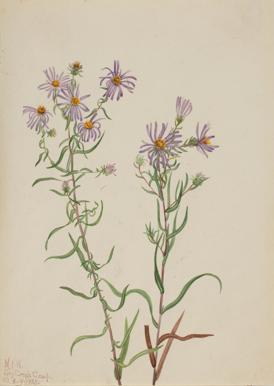 Prairie Aster by Mary Vaux Walcott