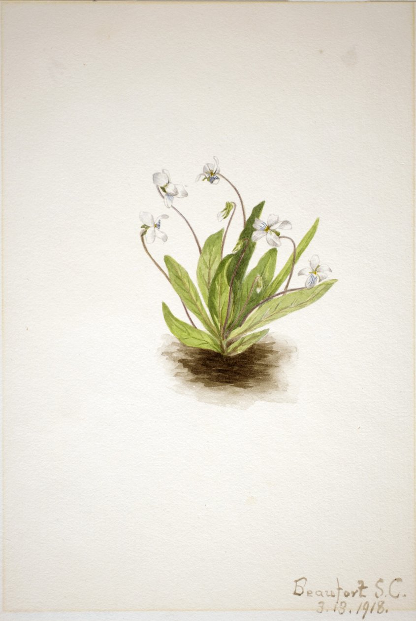 Primrose Violet by Mary Vaux Walcott