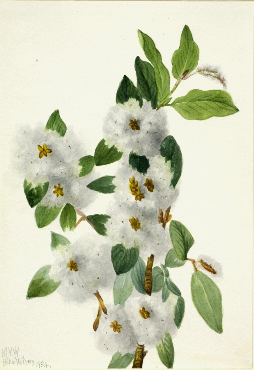 Rock Willow by Mary Vaux Walcott