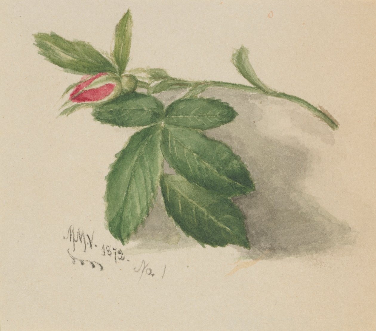 Rosebud by Mary Vaux Walcott