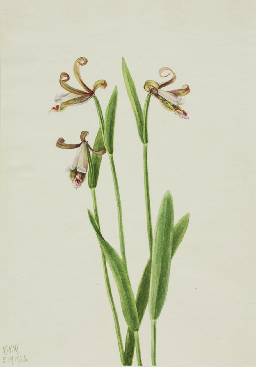Rosebud Orchid by Mary Vaux Walcott