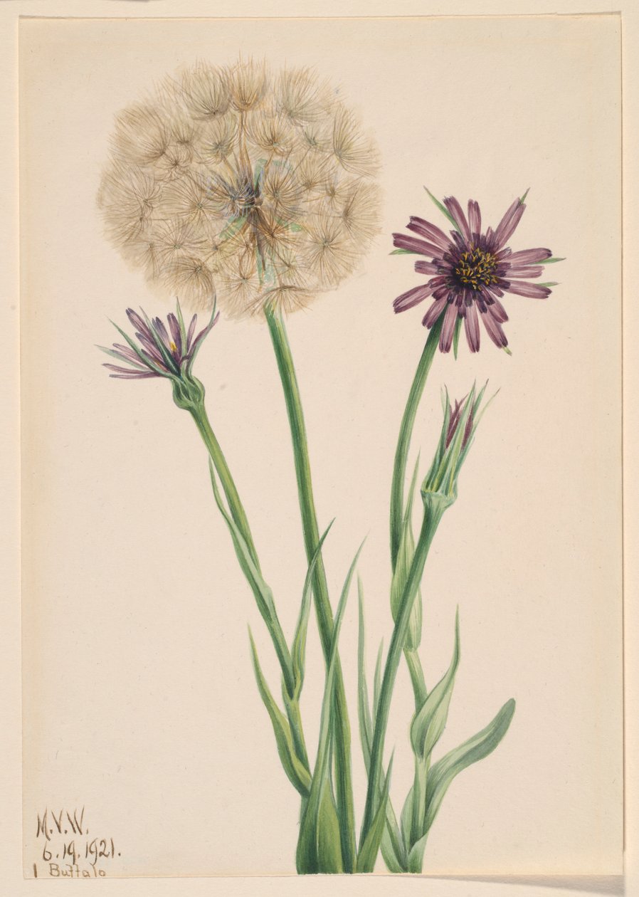 Salsify by Mary Vaux Walcott