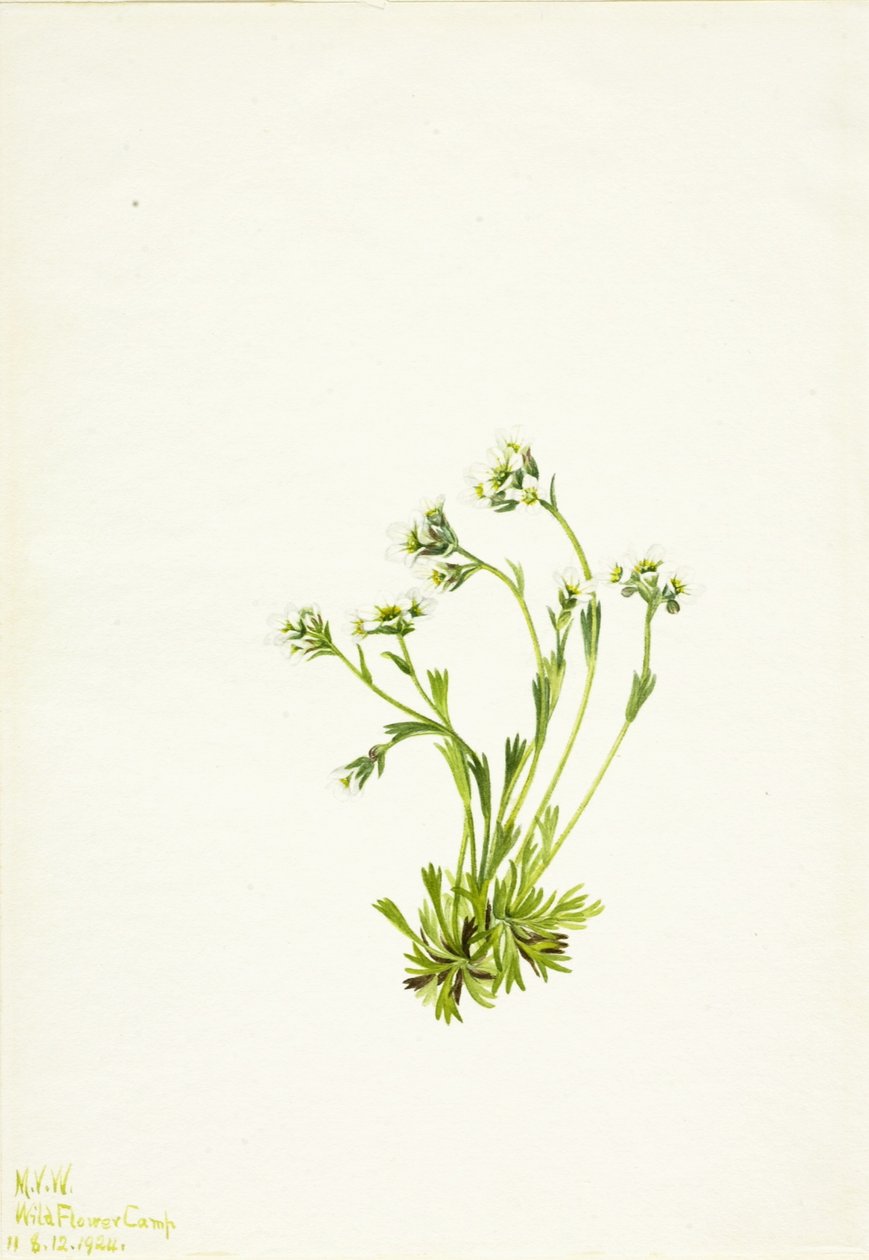 Saxifrage by Mary Vaux Walcott