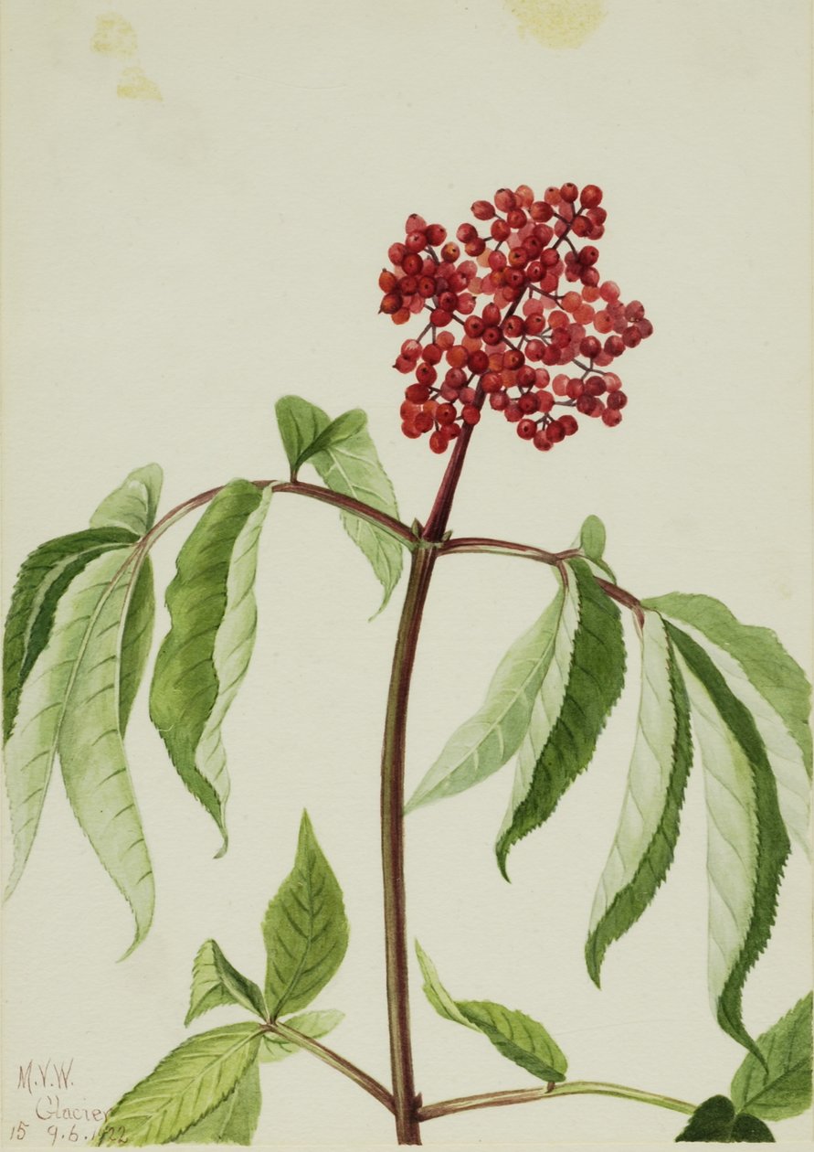 Scarlet Elder by Mary Vaux Walcott