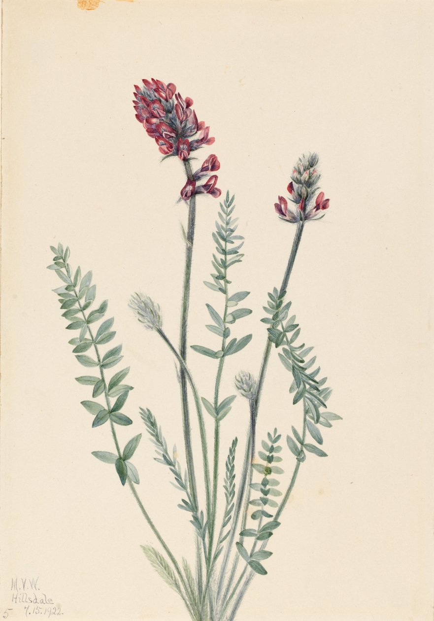 Showy Oxytrope by Mary Vaux Walcott