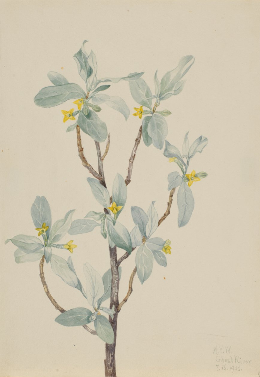 Silverberry by Mary Vaux Walcott