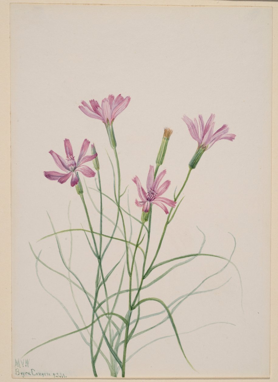 Skeleton Weed by Mary Vaux Walcott
