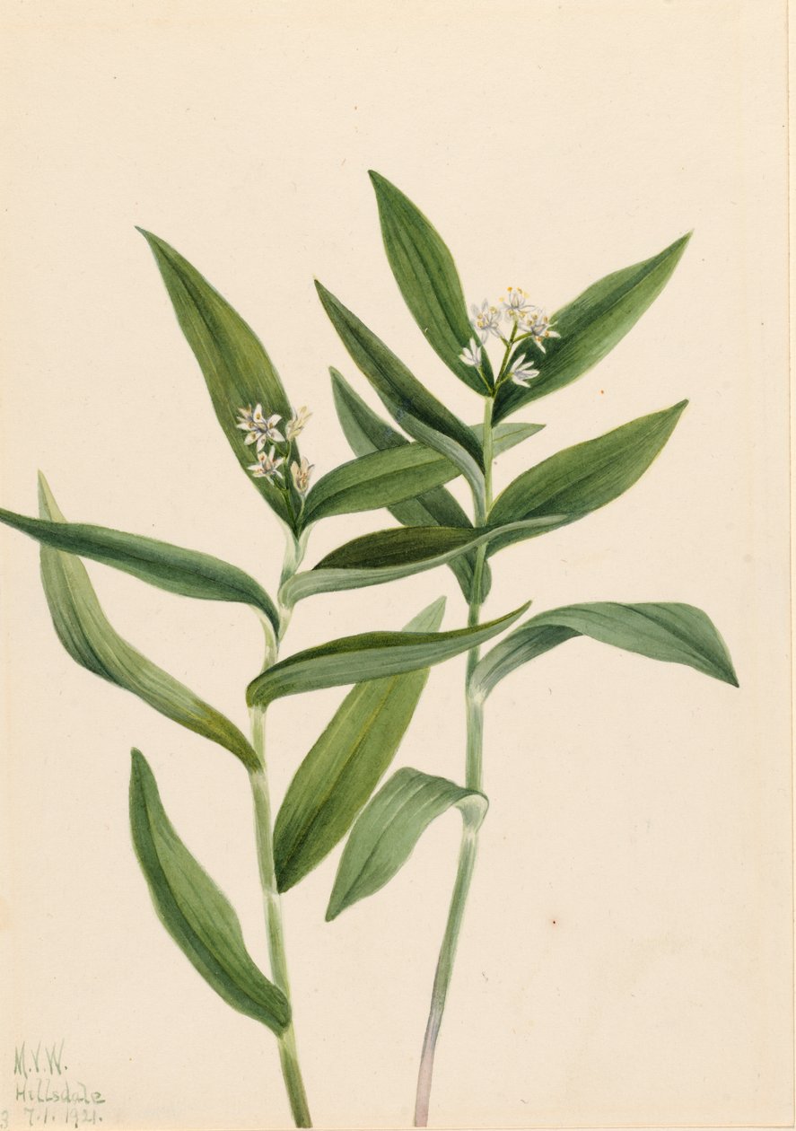 Star Solomonplume Vagnera stellata by Mary Vaux Walcott