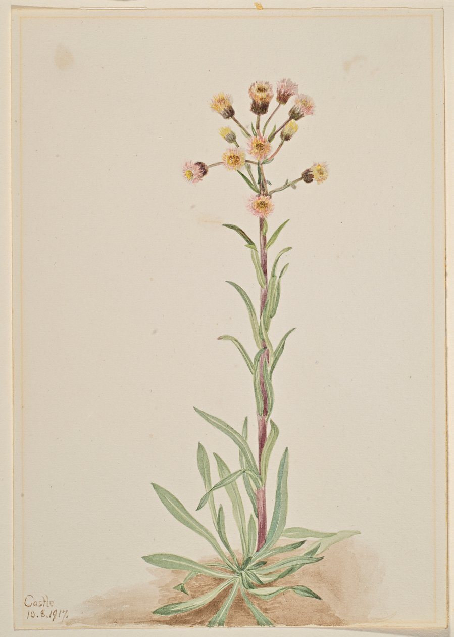 Tall Fleabane by Mary Vaux Walcott