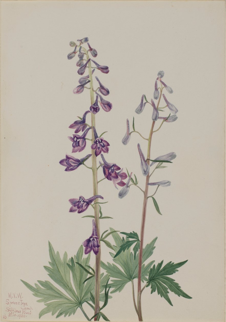 Tall Larkspur by Mary Vaux Walcott