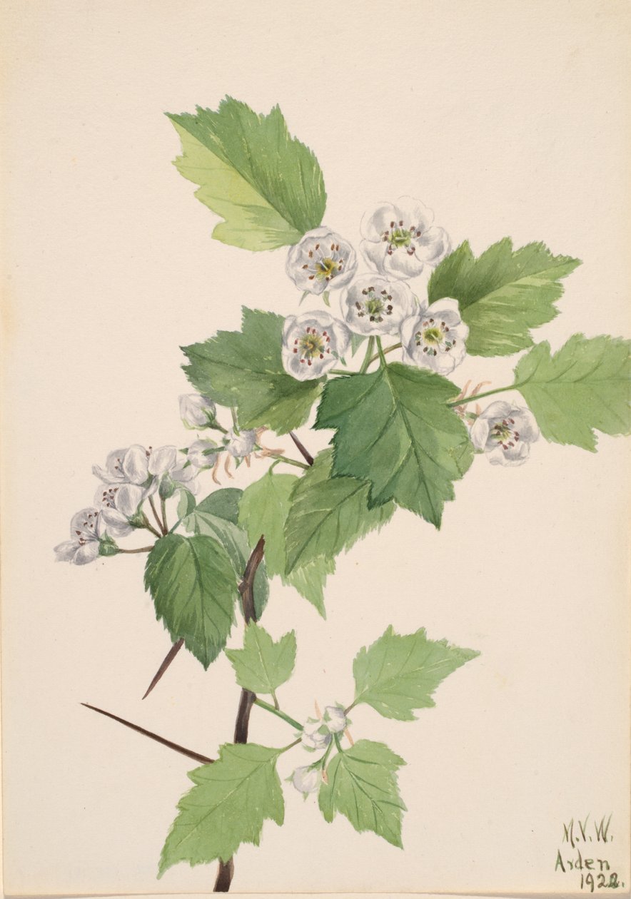 Thicket Hawthorn Crataegus coccinea by Mary Vaux Walcott