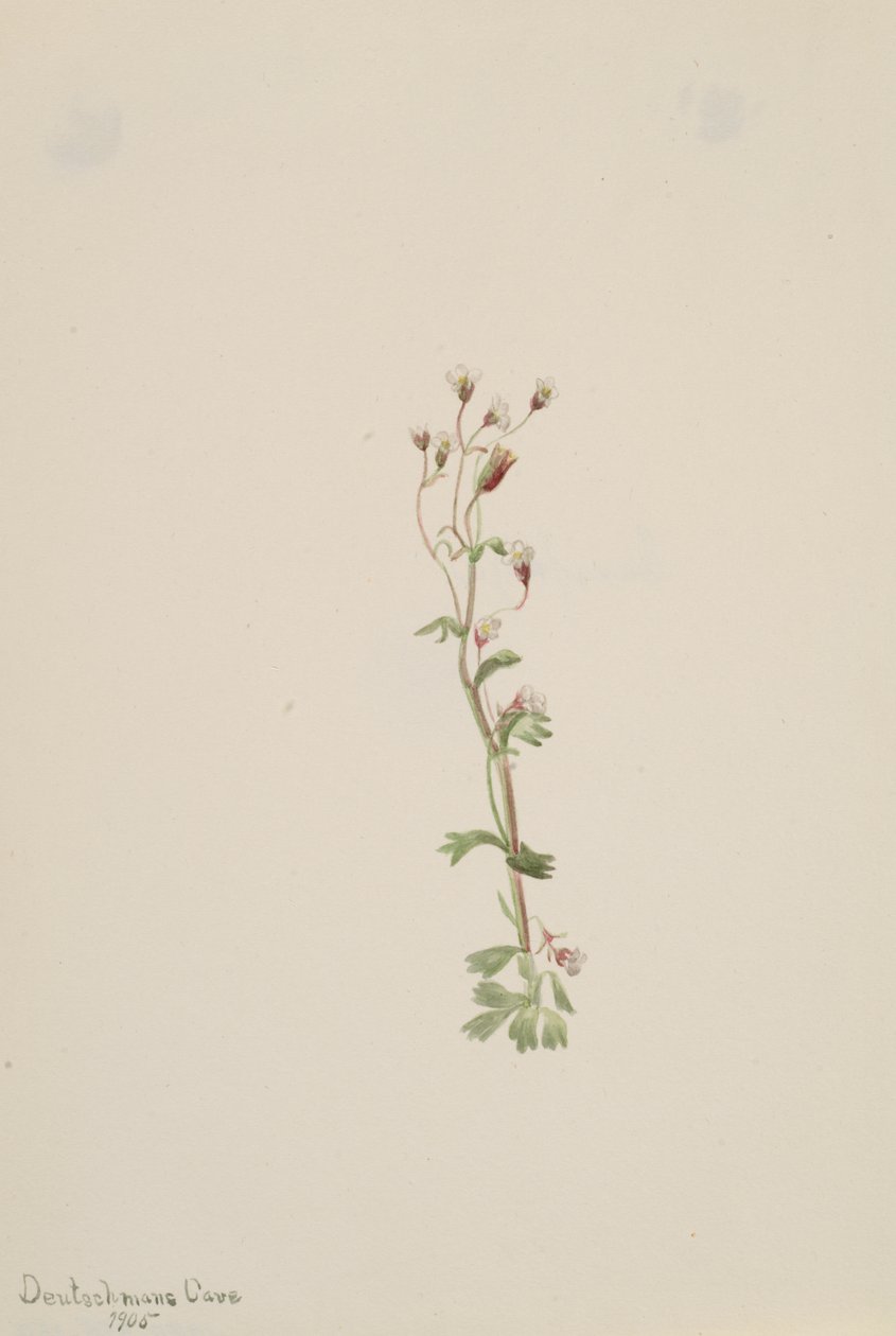 Untitled--Plant Study by Mary Vaux Walcott