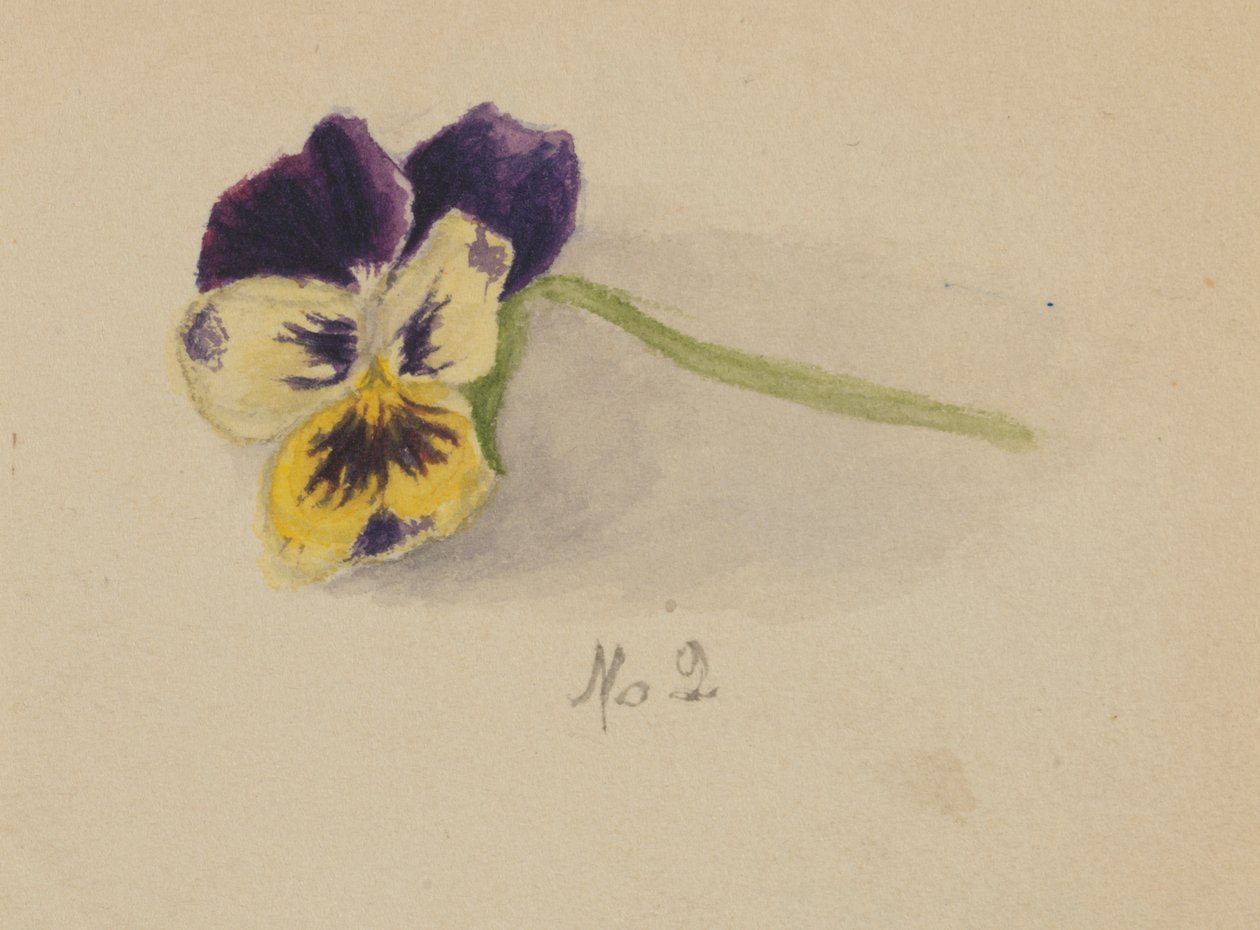 Untitled Pansy by Mary Vaux Walcott