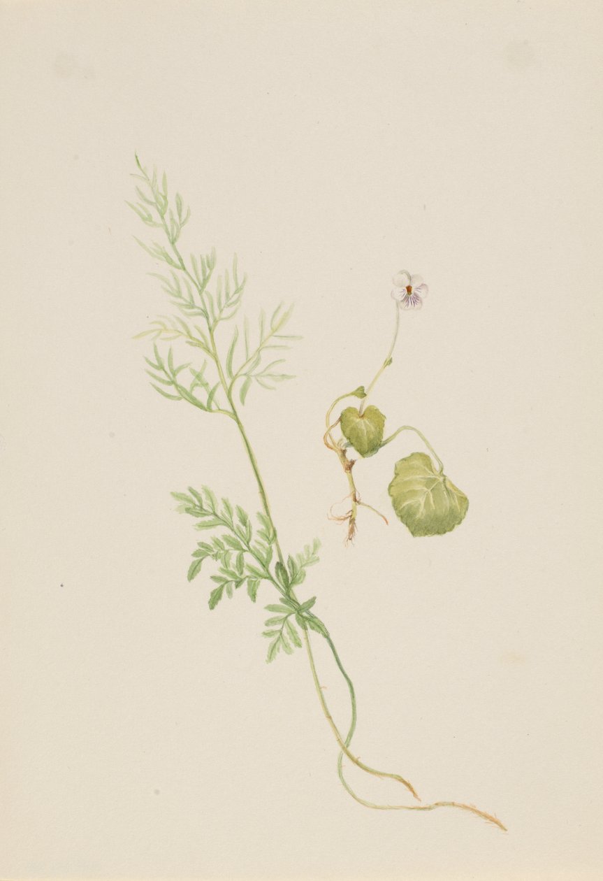 Viola Palustris by Mary Vaux Walcott