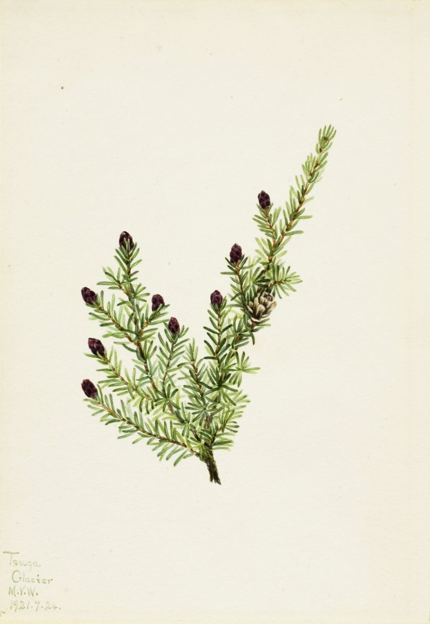 Western Hemlock by Mary Vaux Walcott