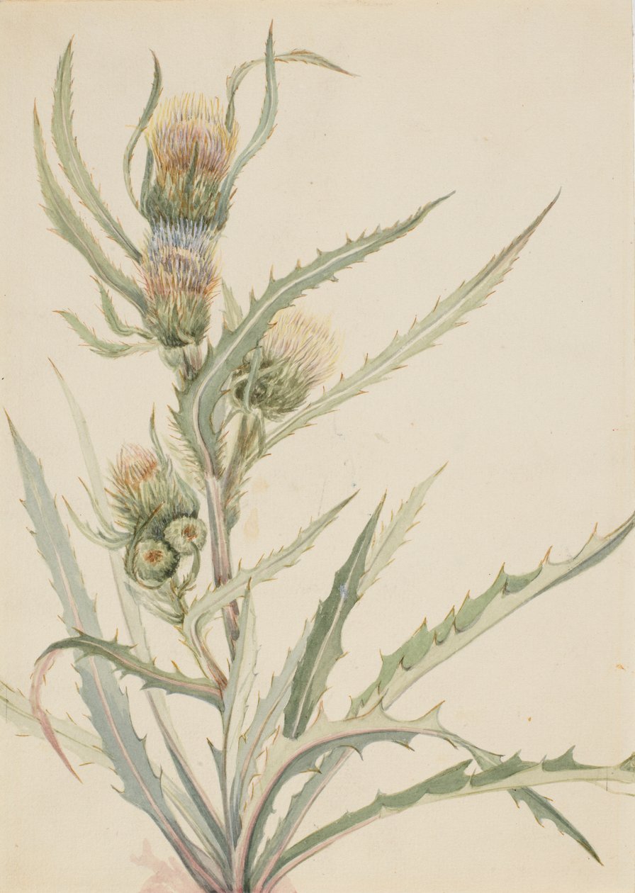 White Thistle by Mary Vaux Walcott