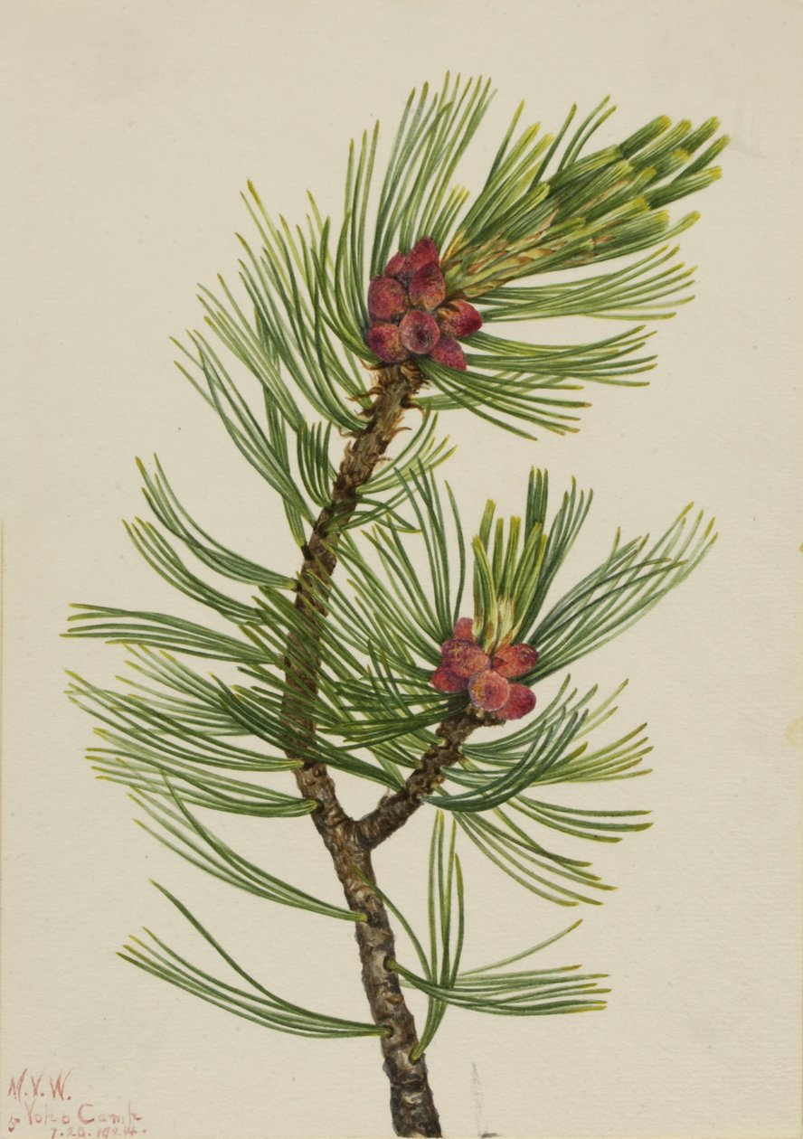 Whitebark Pine by Mary Vaux Walcott