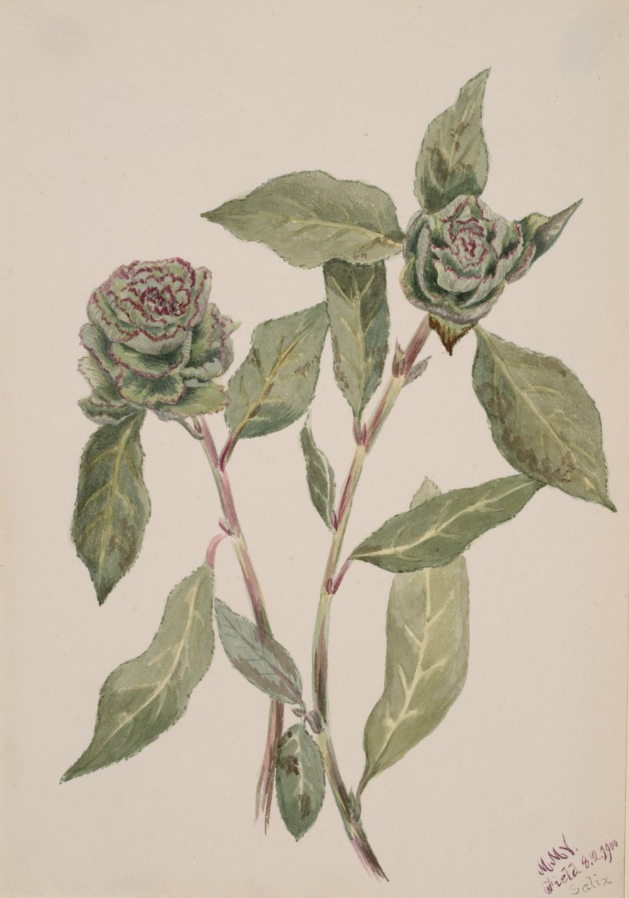 Willow Salix by Mary Vaux Walcott