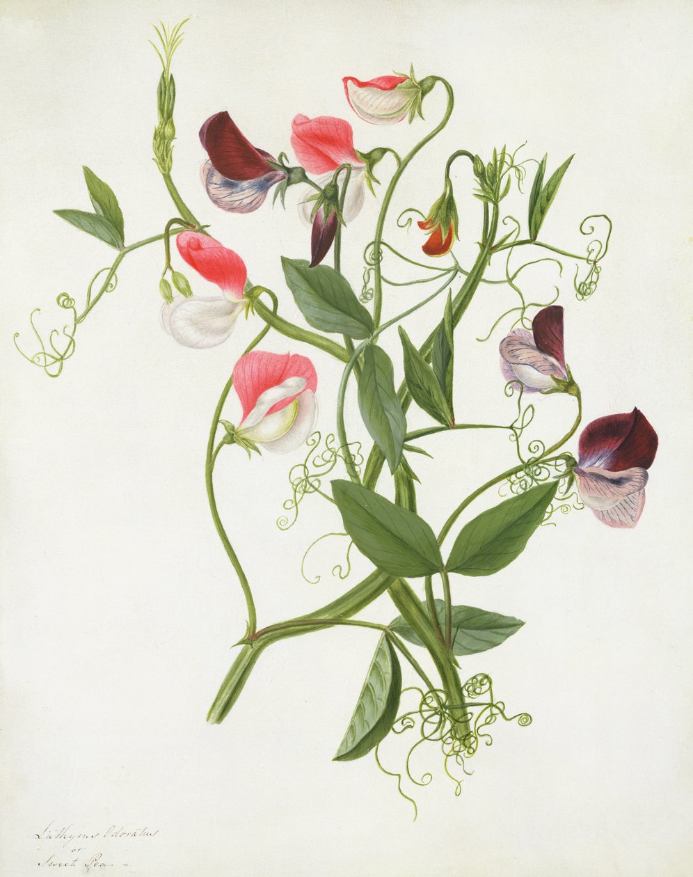 Lathyrus Odoratus by Matilda Conyers