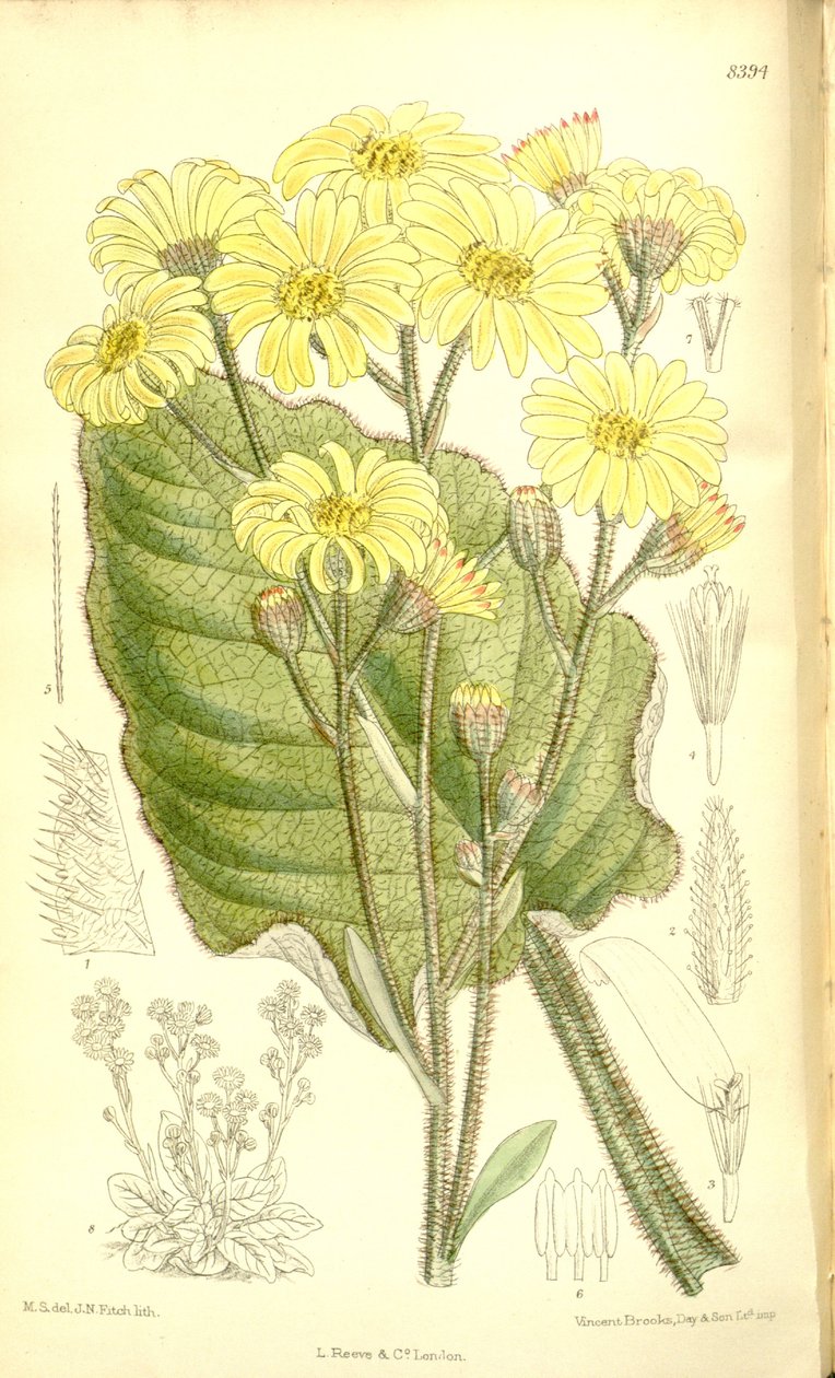 Senecio saxifragoides by Matilda Smith