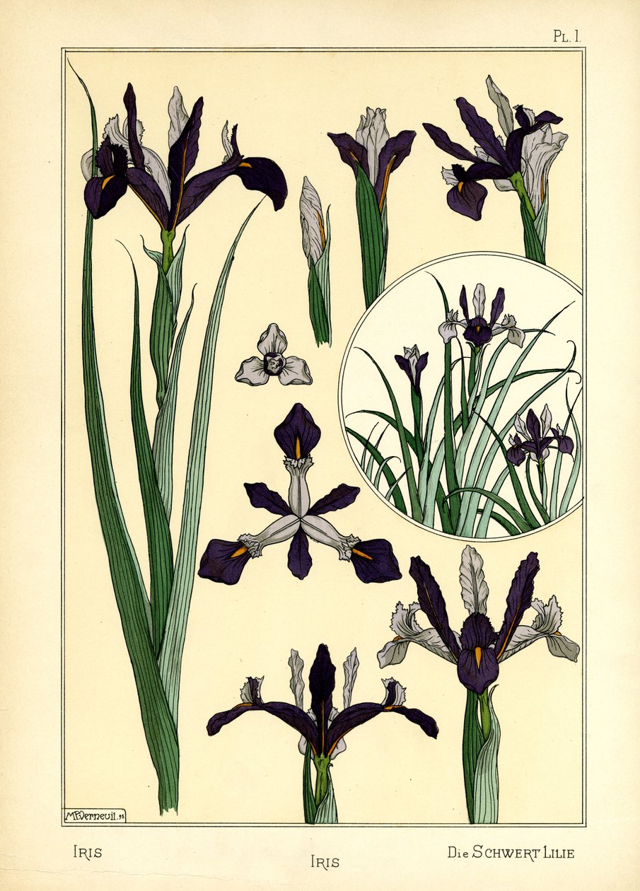 The Iris by Maurice Pillard Verneuil