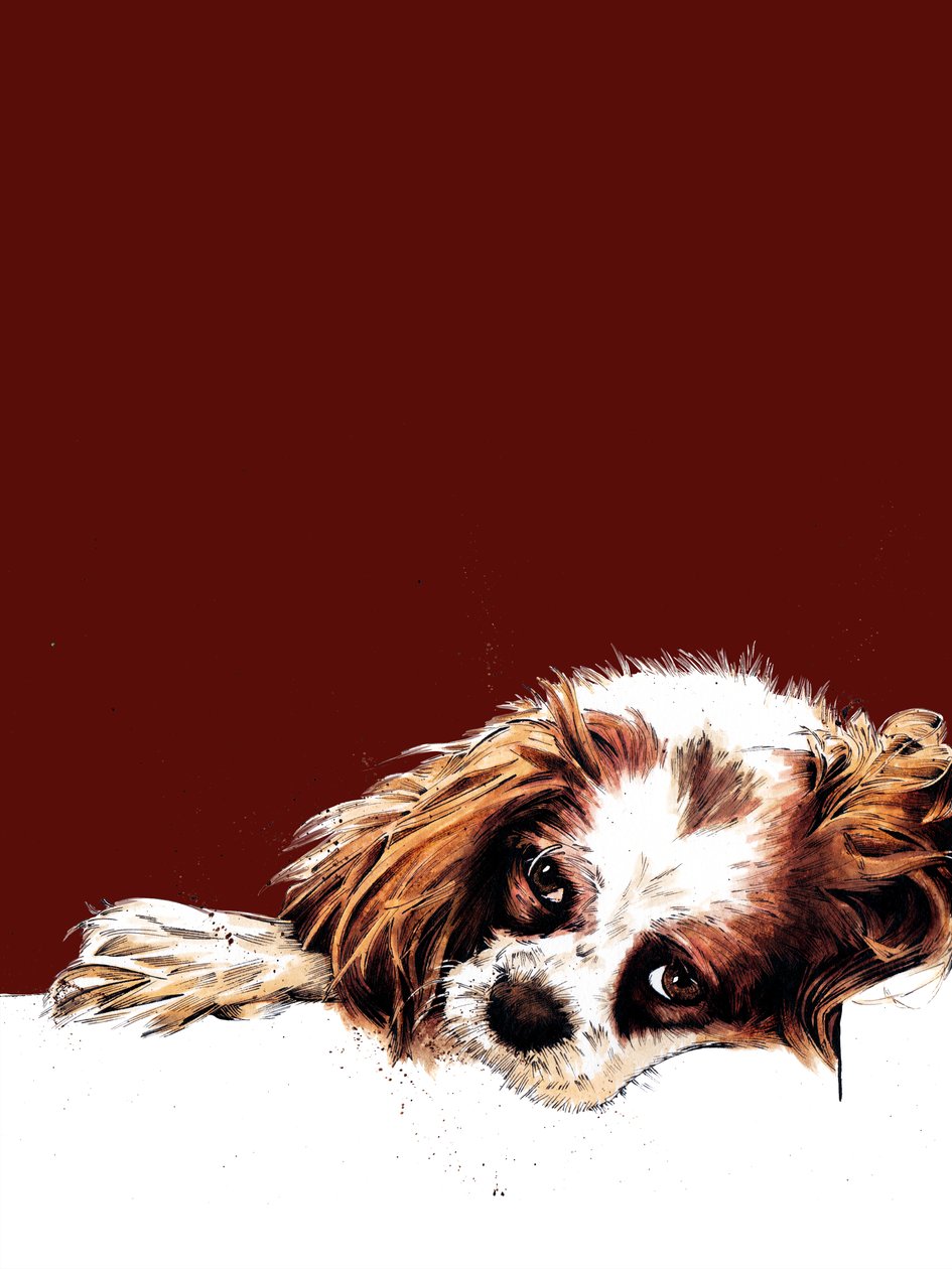 Meg The Spaniel by Mike Davis