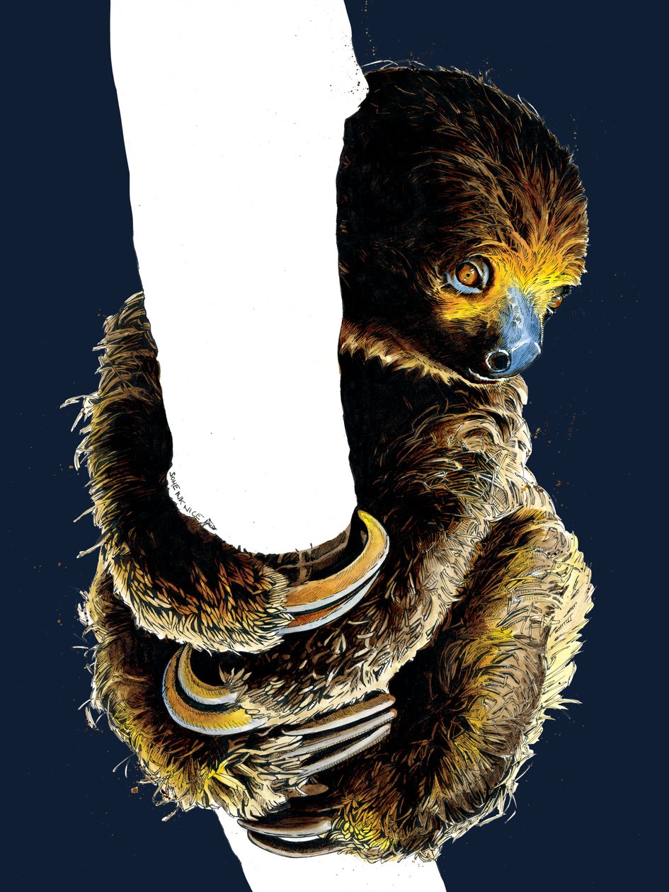 Talita The Sloth by Mike Davis