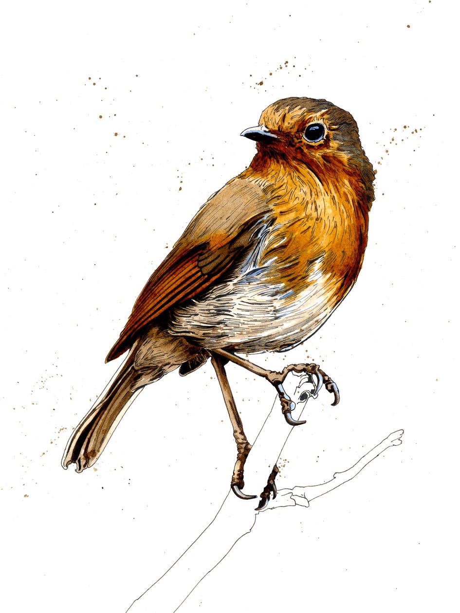 The Robin by Mike Davis