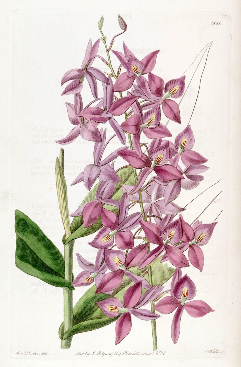 Barkeria skinneri by Miss Drake