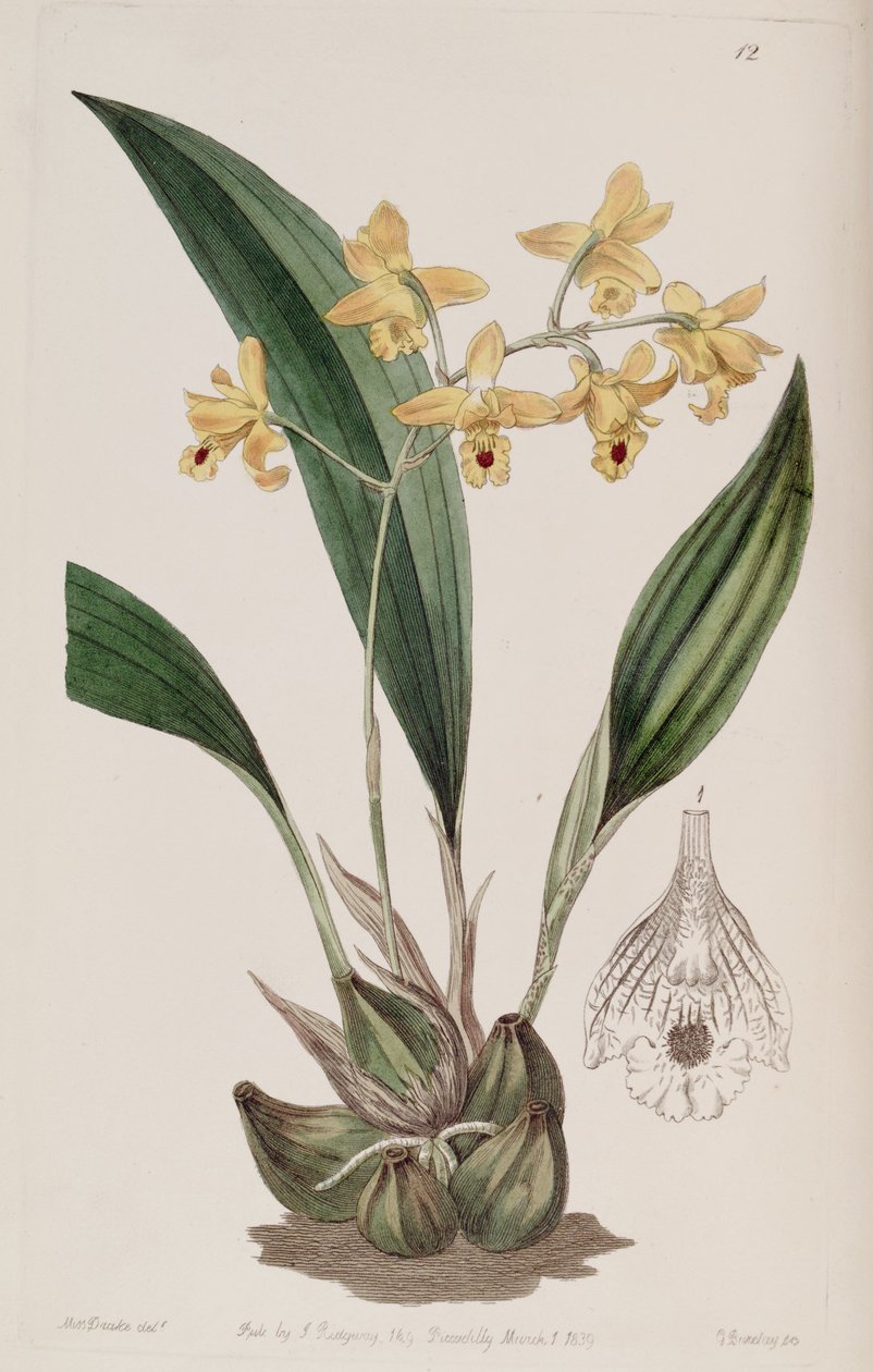 Bifrenaria vitellina by Miss Drake