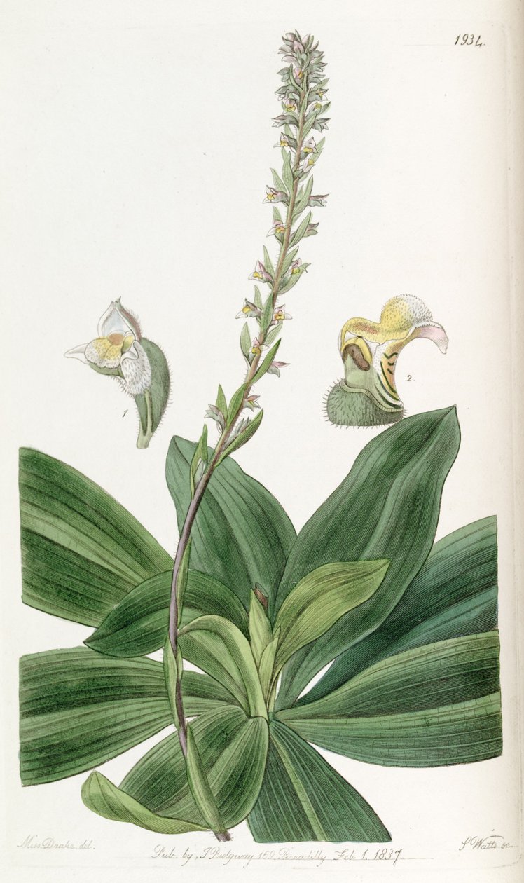 Brachystele bracteosa by Miss Drake