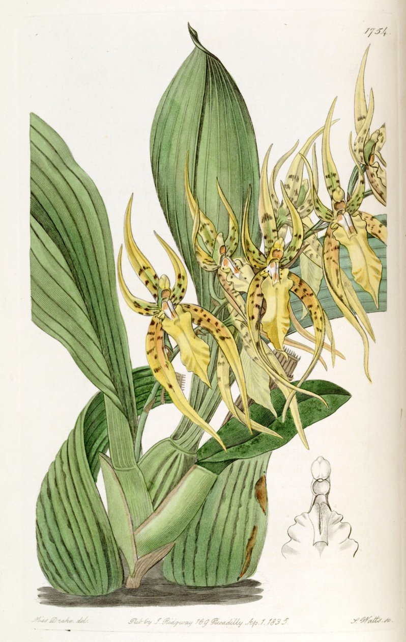 Brassia Lanceana by Miss Drake