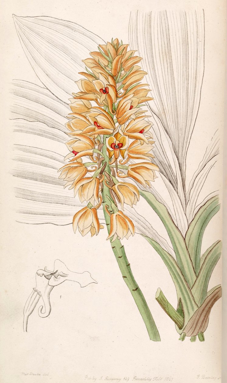 Calanthe pulchra by Miss Drake