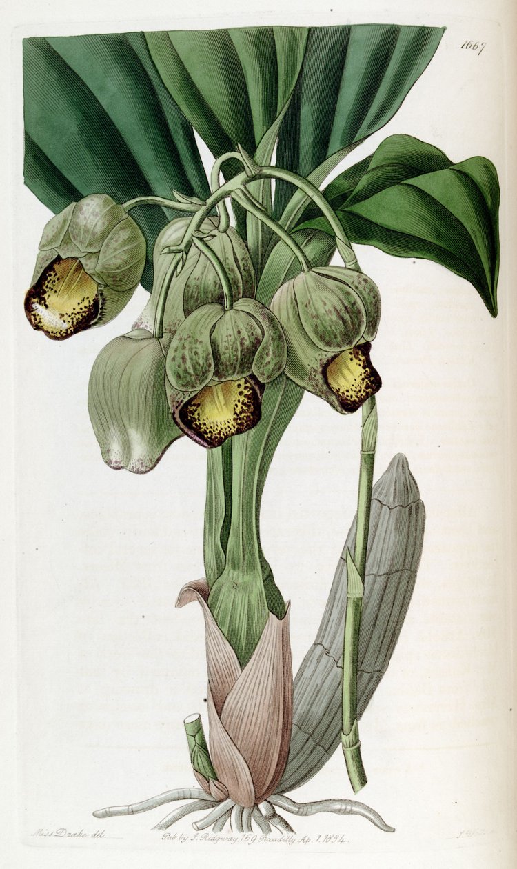 Catasetum luridum by Miss Drake