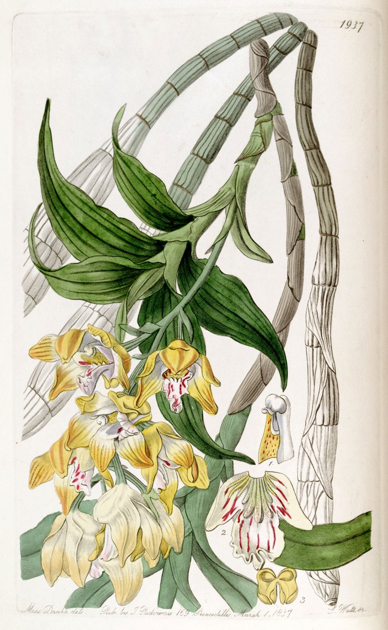 Chysis aurea by Miss Drake