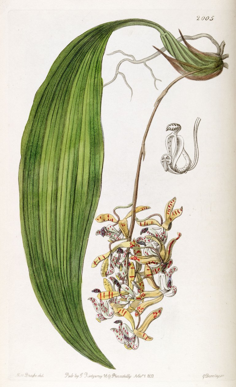 Cirrhaea loddigesii by Miss Drake