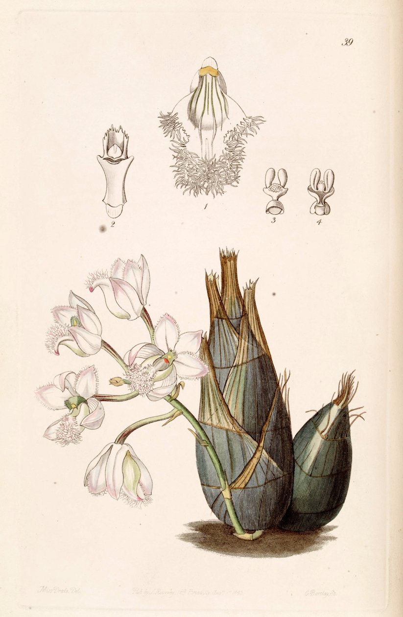 Clowesia rosea by Miss Drake