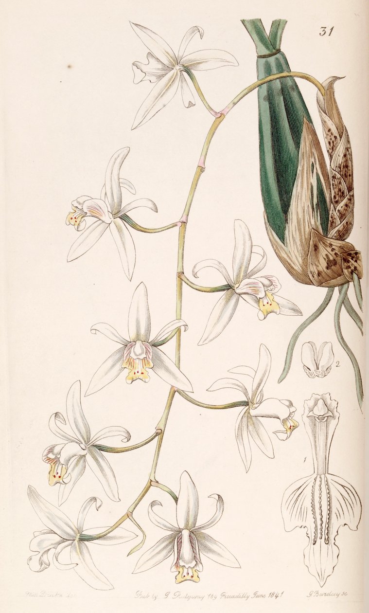 Coelogyne flaccida by Miss Drake