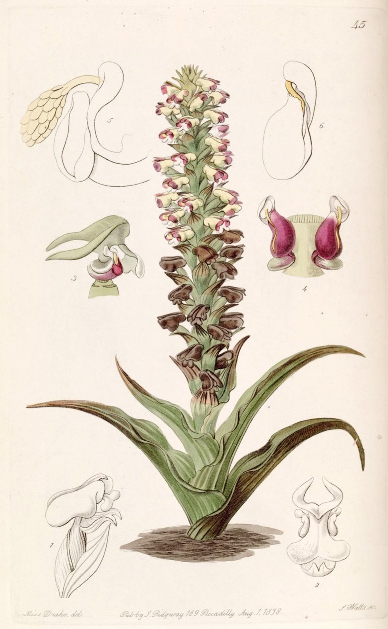 Corycium orobanchoides by Miss Drake