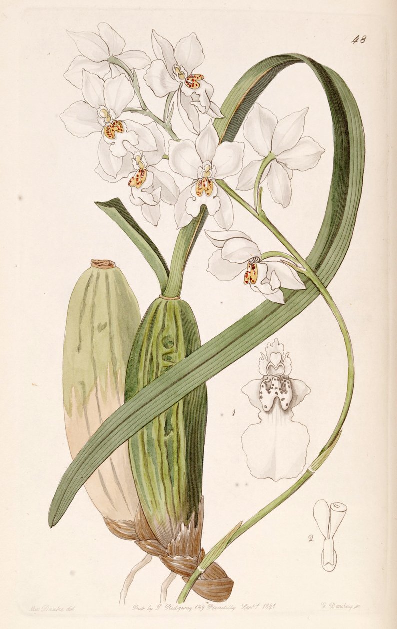 Cuitlauzina pulchella by Miss Drake