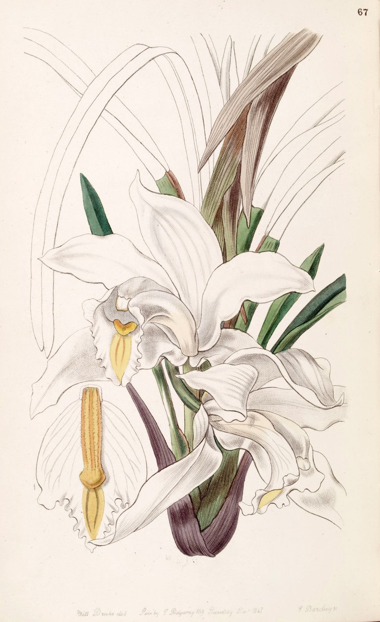 Cymbidium eburneum by Miss Drake