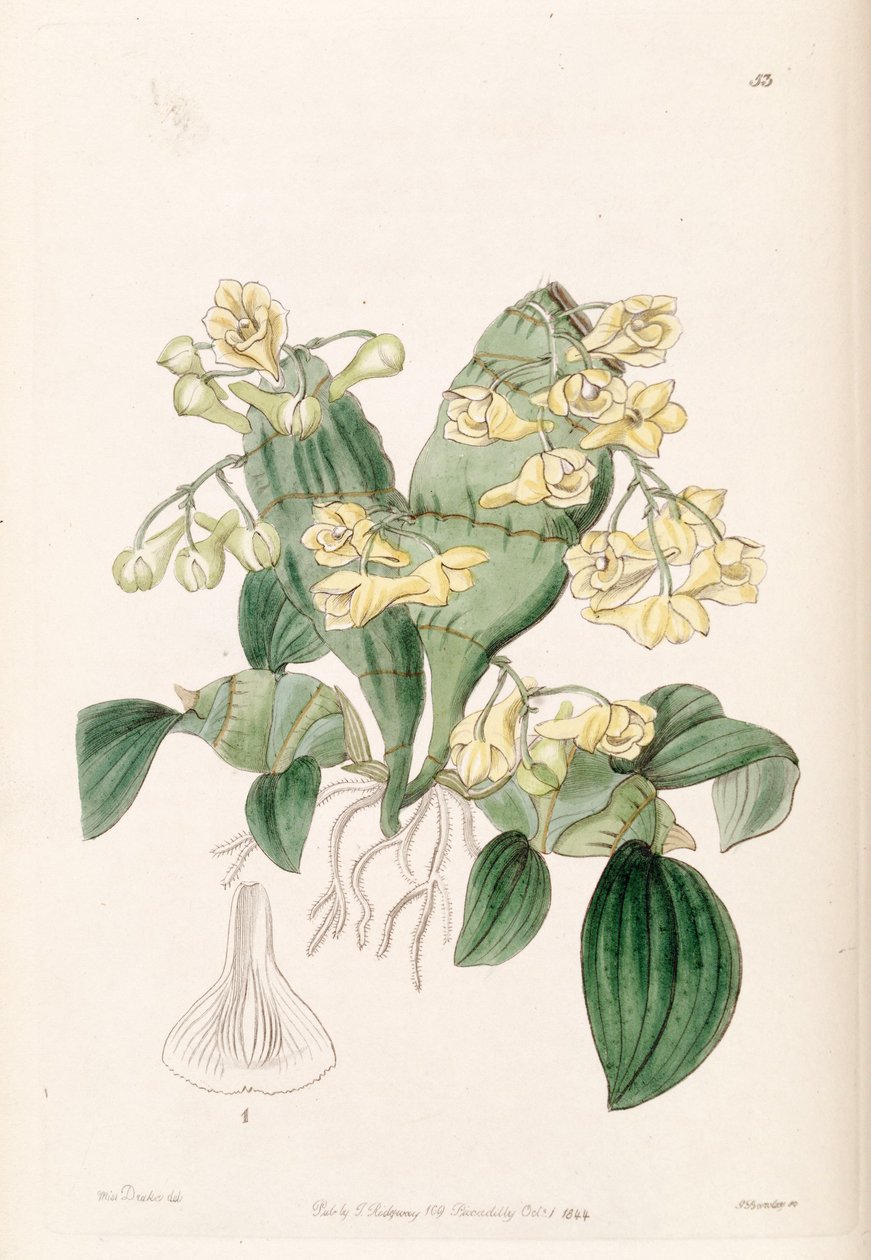 Dendrobium compressum by Miss Drake