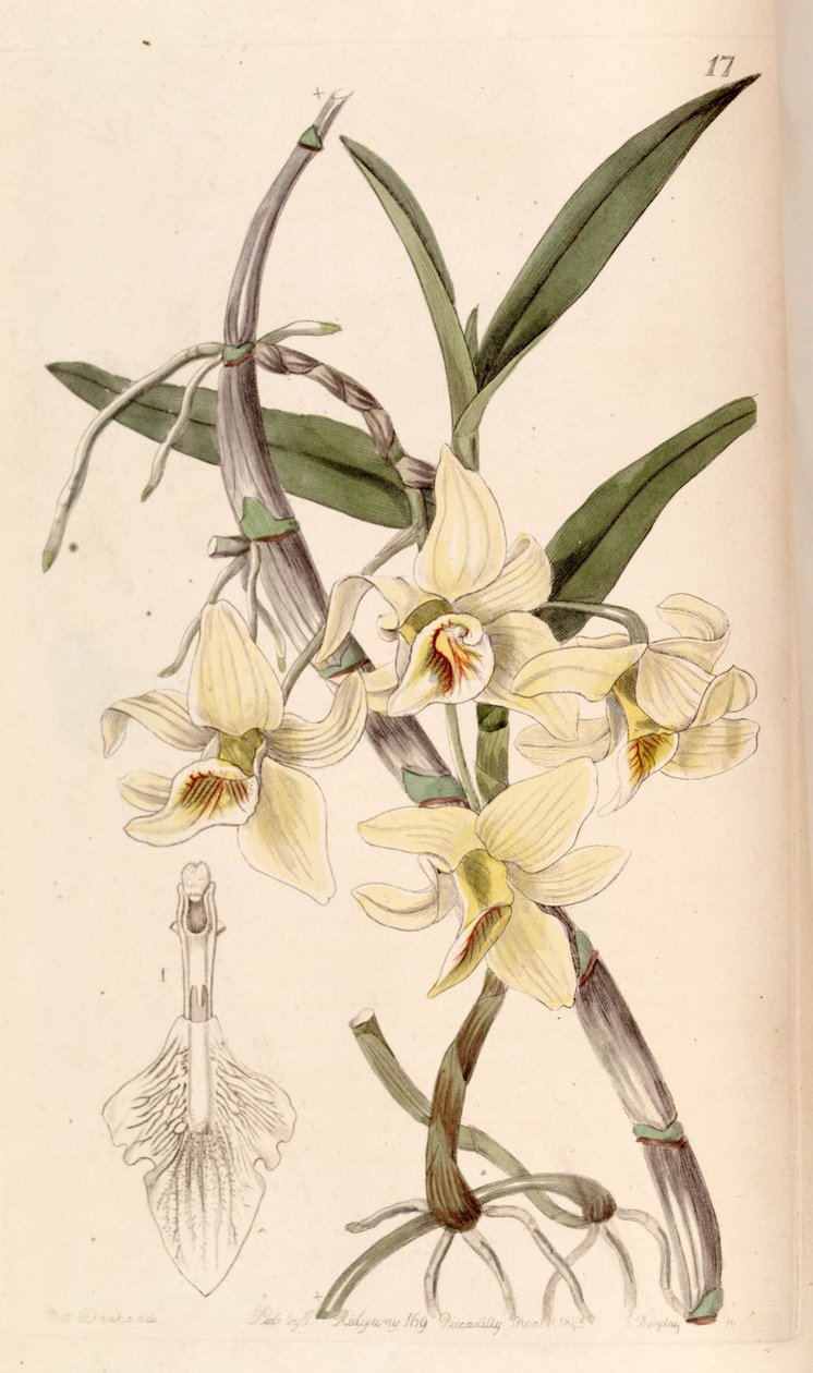 Dendrobium heterocarpum by Miss Drake