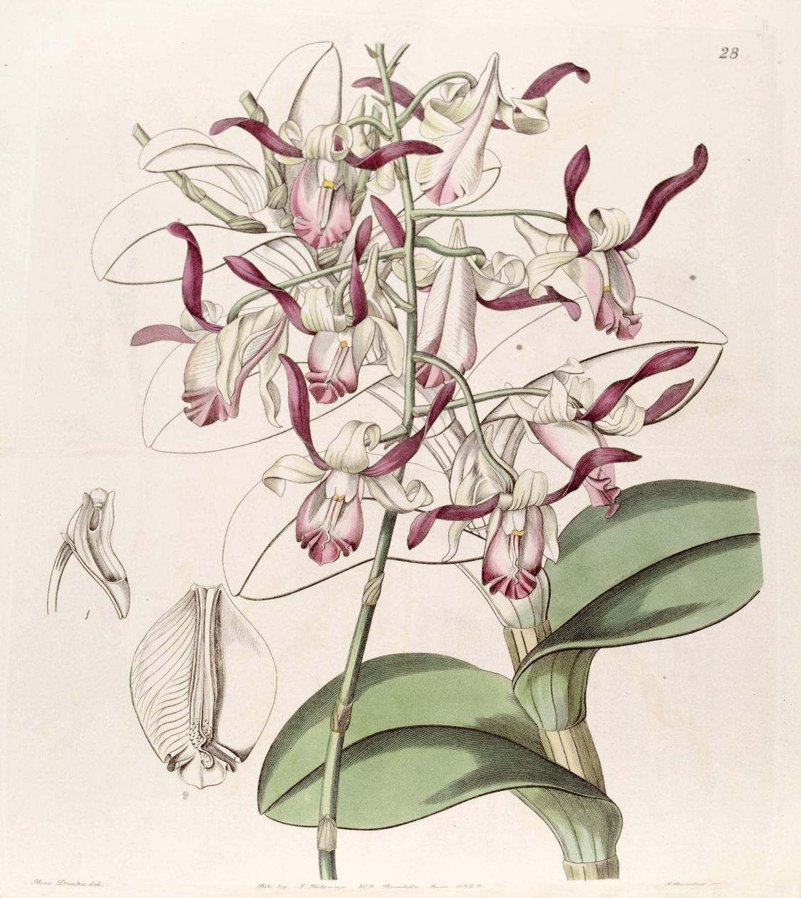 Dendrobium taurinum by Miss Drake