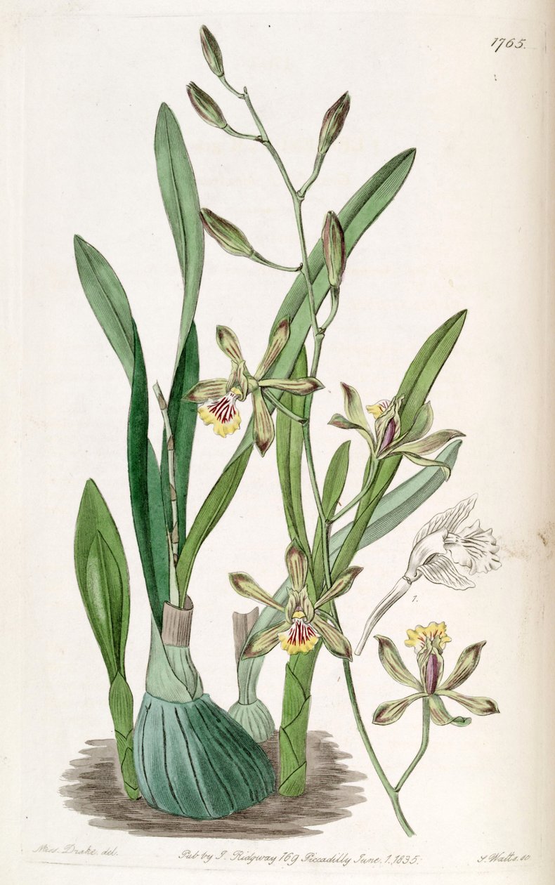 Encyclia gracilis by Miss Drake