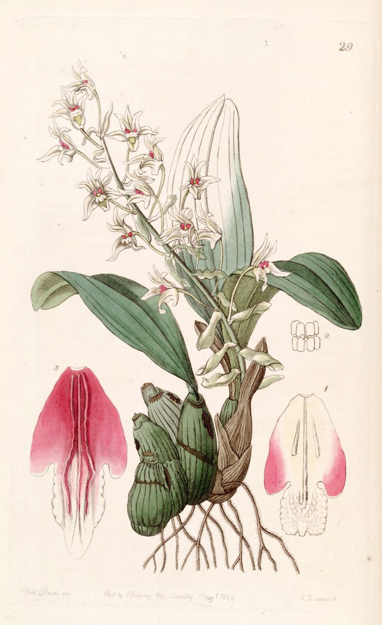 Eria bractescens by Miss Drake