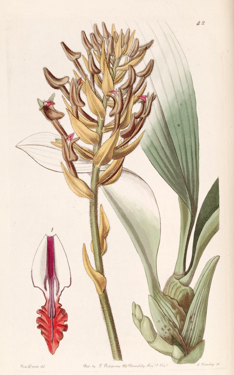 Eria ornata by Miss Drake