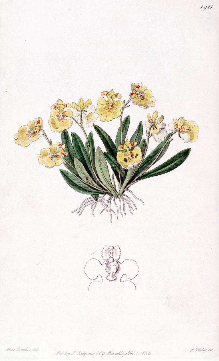 Erycina crista-galli by Miss Drake